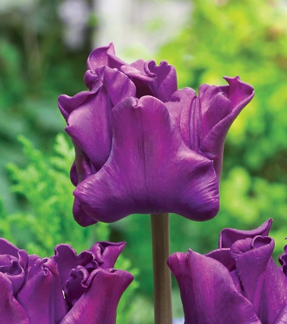Tulipan Ekskluzywny Crown Of Negrita 5 szt.