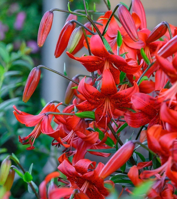 Lilium - Lilia  Tygrysia Red Life 1 szt.