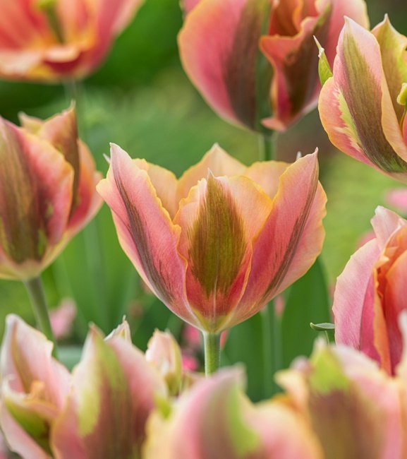 Tulipan Viridiflora Pink Artist 5 szt.