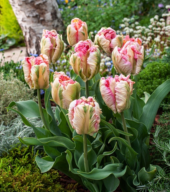 Tulipan Papuzi Parrot Pink Vision 5 szt.
