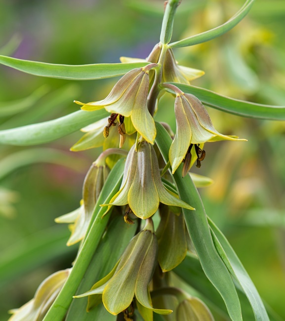Fritillaria - Szachownica Sewerzowii 1 szt.