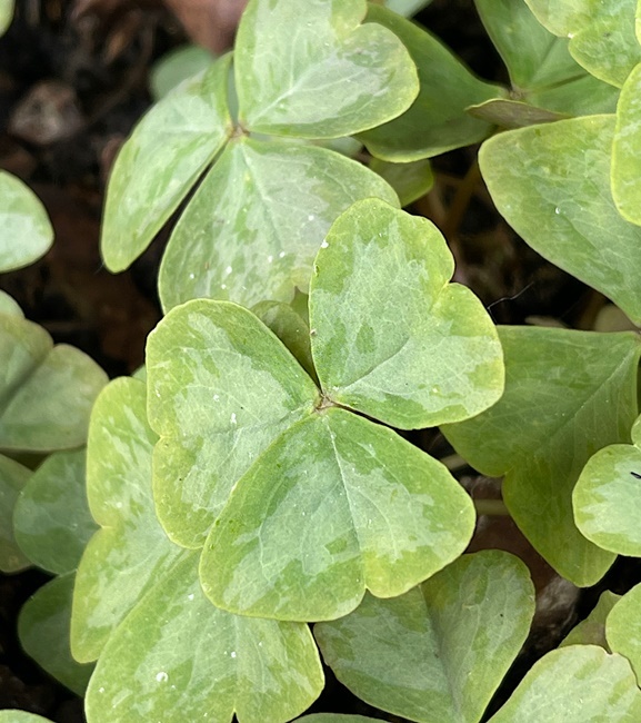 Oxalis - Szczawik Mystic Mist 10 szt.
