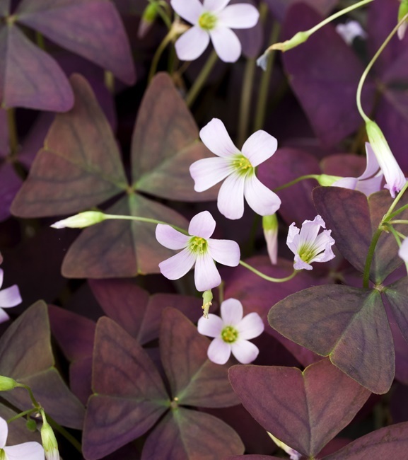 Oxalis - Szczawik Triangularis Alba 10 szt.