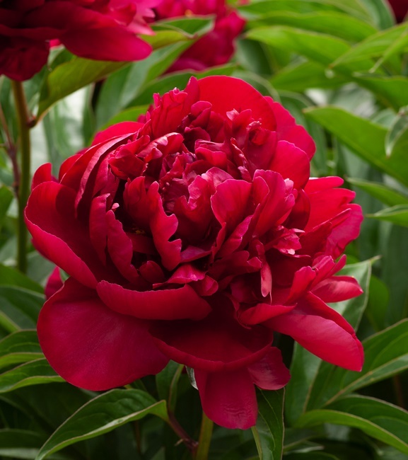 Paeonia - Piwonia Best Man 1 szt.
