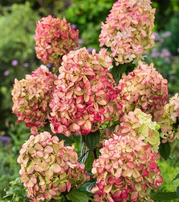 Hydrangea paniculata Hortensja bukietowa Graffiti 1 szt.