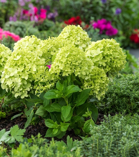 Hydrangea paniculata Hortensja bukietowa Little Spooky 1 szt.