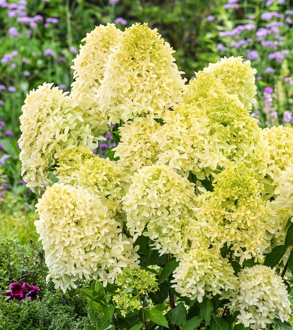 Hydrangea paniculata Hortensja bukietowa Skyfall 1 szt.