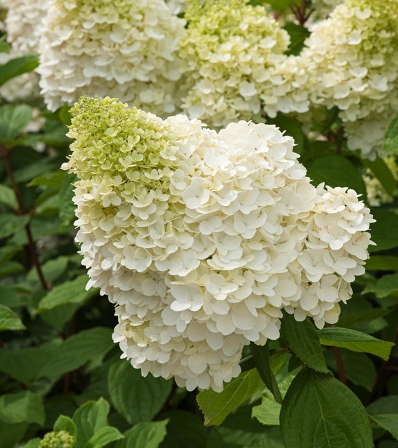 Hydrangea paniculata Hortensja bukietowa Hercules 1 szt.