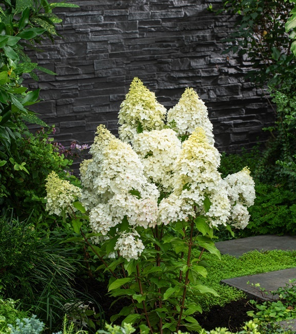 Hydrangea paniculata Hortensja bukietowa Magical Matterhorn 1 szt.