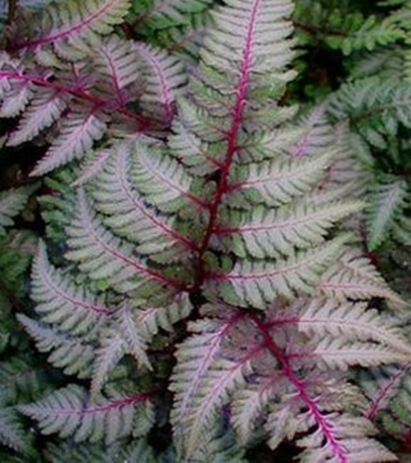 Athyrium Wietlica japońska Red Beauty 1 szt.