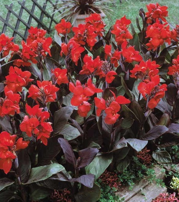 Canna - Kanna Paciorecznik Brilliant 1 szt.