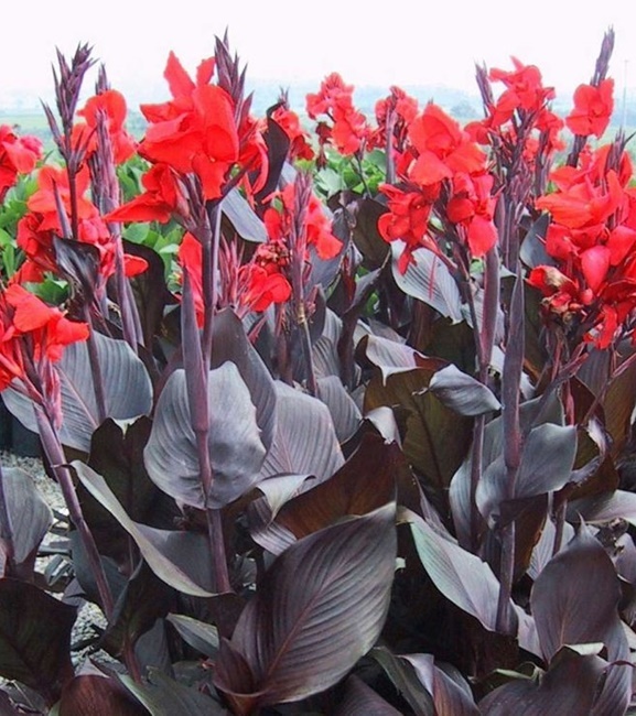 Canna - Kanna Paciorecznik Red Stripe 1 szt.