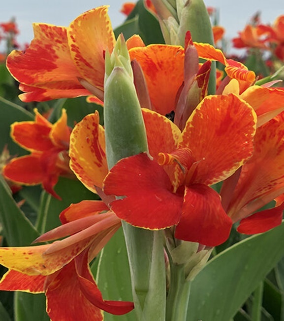 Canna - Kanna Paciorecznik Madeira 1 szt.