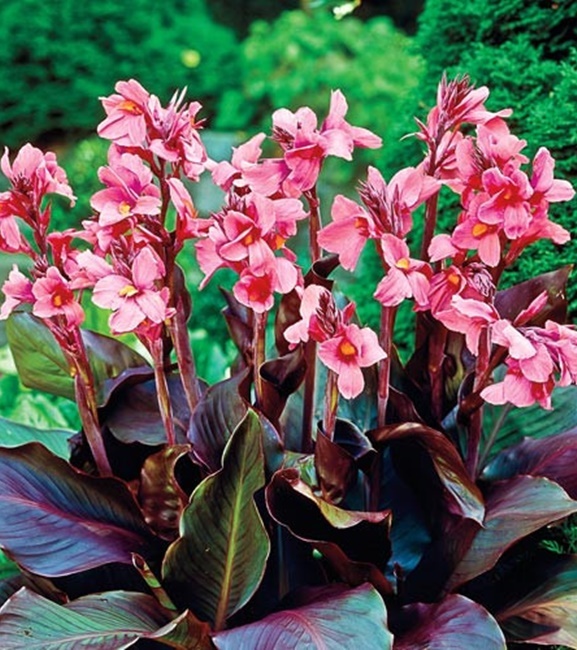 Canna - Kanna Paciorecznik Pink Futurity 1 szt.