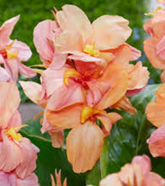 Canna - Kanna Paciorecznik Shining Peach 1 szt.