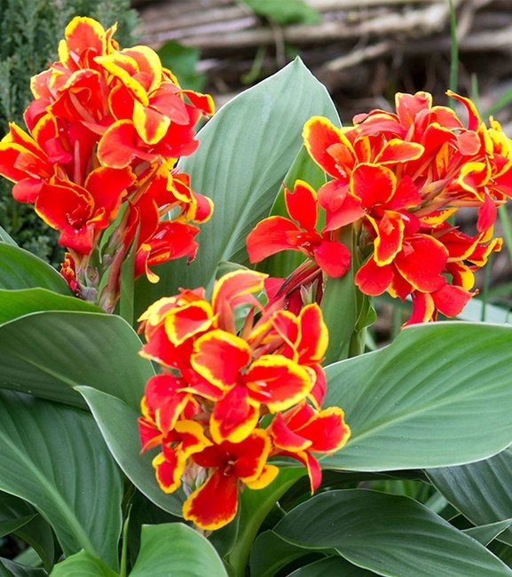 Canna - Kanna Paciorecznik Shining Golden Flame 1 szt.
