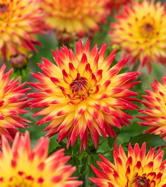 Dahlia - Dalia Kaktusowa Bridge View Aloha 1 szt.