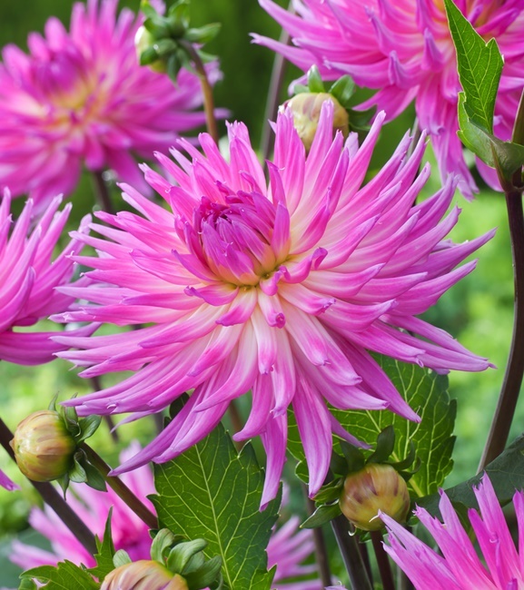 Dahlia - Dalia Kaktusowa Orchid Princess 1 szt.