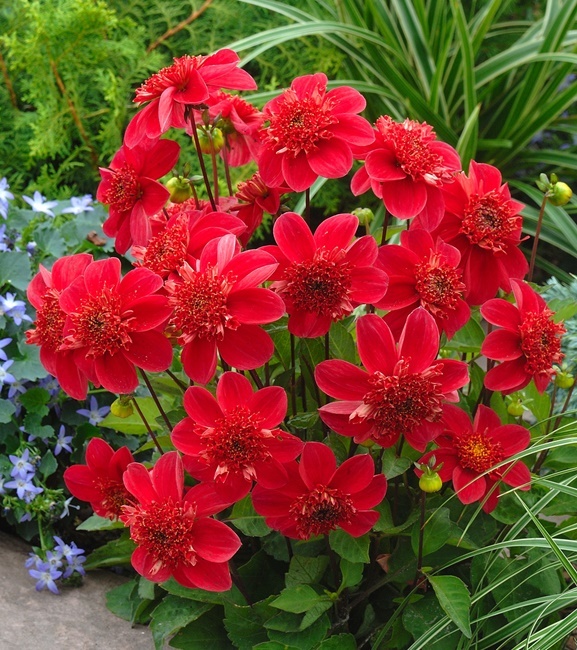 Dahlia - Dalia Anemonowa Inca 1 szt.