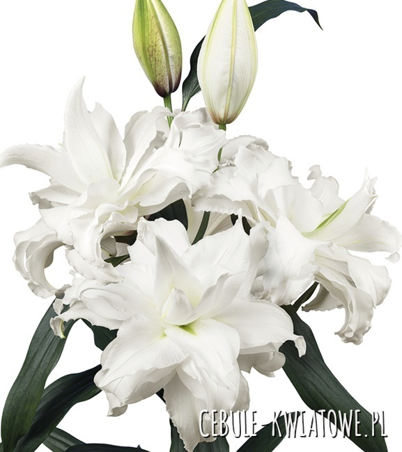 Lilium - Lilia Pełna Różana Roselily Angela 1 szt.