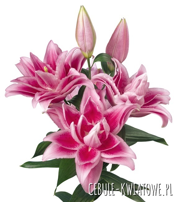 Lilium - Lilia Pełna Różana Roselily Jasmina 1 szt.