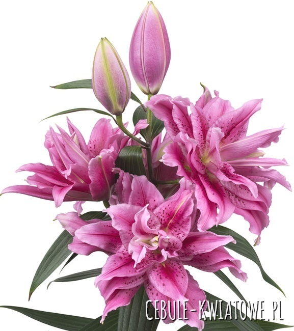Lilium - Lilia Pełna Różana Roselily Thalissa 1 szt.
