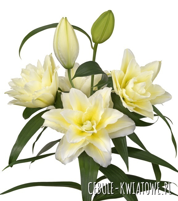 Lilium - Lilia Pełna Różana Roselily Ludwina 1 szt.
