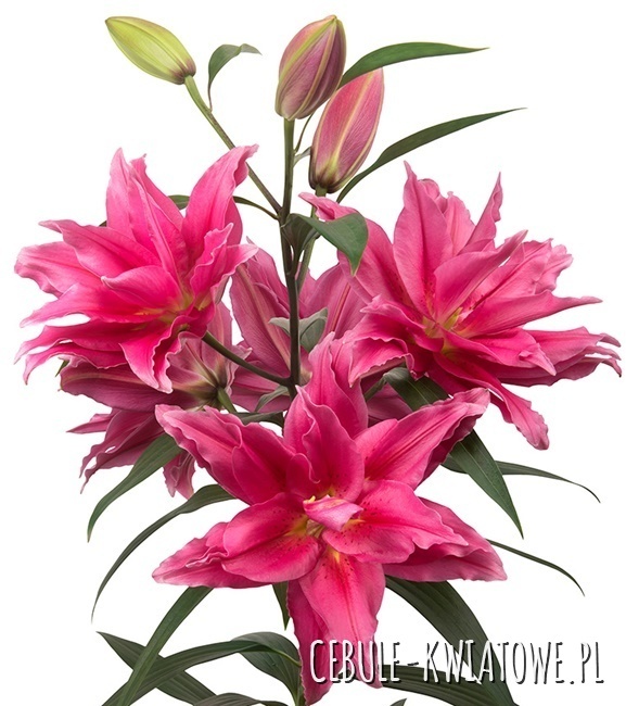 Lilium - Lilia Pełna Różana Roselily Elena 1 szt.