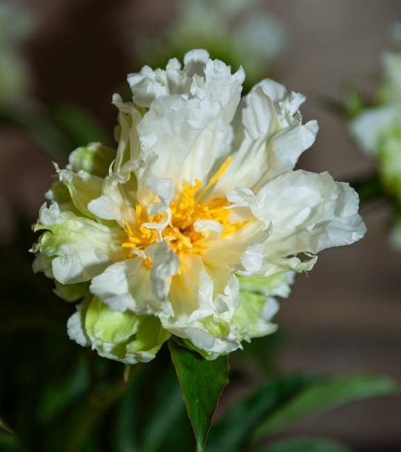 Paeonia - Piwonia Green Halo 1 szt.
