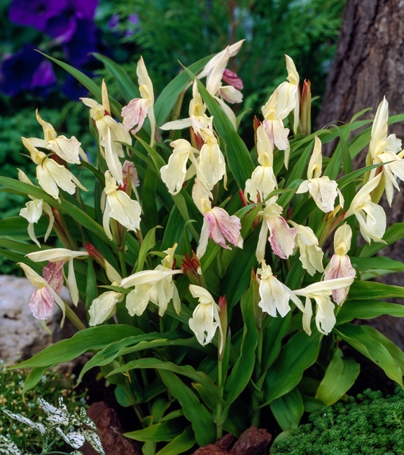 Roscoea - Roskea beesiana 1 szt.