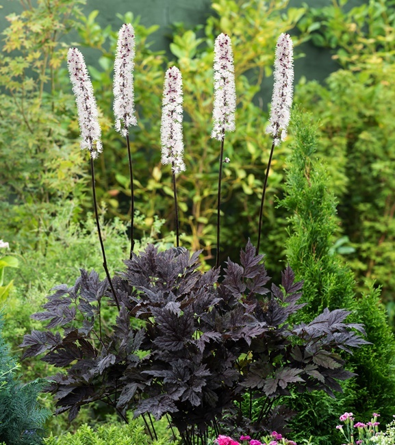 Actaea ramosa - Świecznica Pluskwica Chocoholic 1 szt.