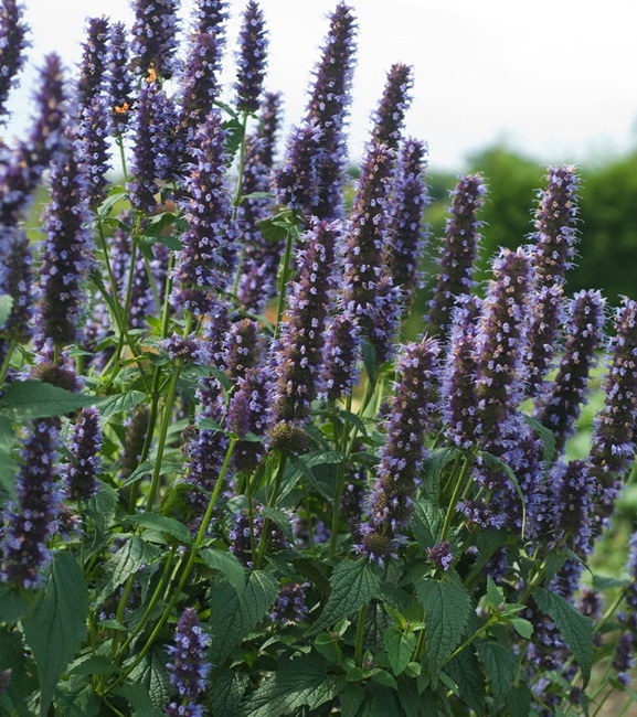 Agastache - Kłosowiec Black Adder 1 szt.