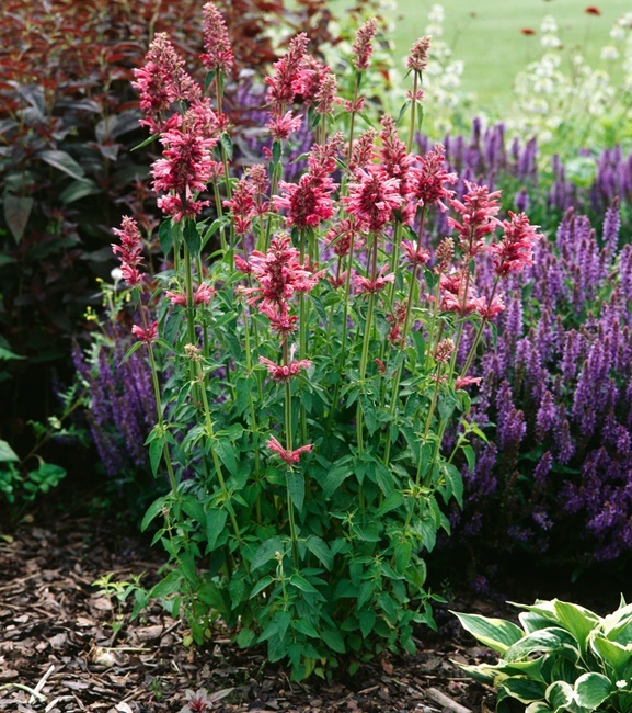 Agastache - Kłosowiec mexicana Red Fortune 1 szt.