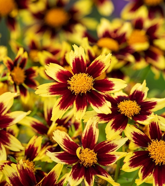 Coreopsis - Nachyłek grandiflora Solar Fancy 1 szt.