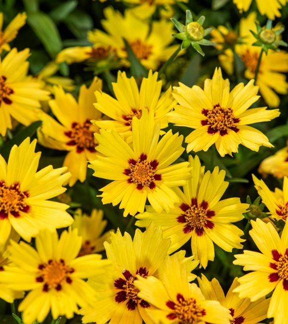 Coreopsis - Nachyłek grandiflora Solar Moon 1 szt.