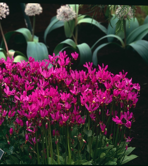 Dodecatheon - Dodekateon meadia Aphrodite 1 szt.