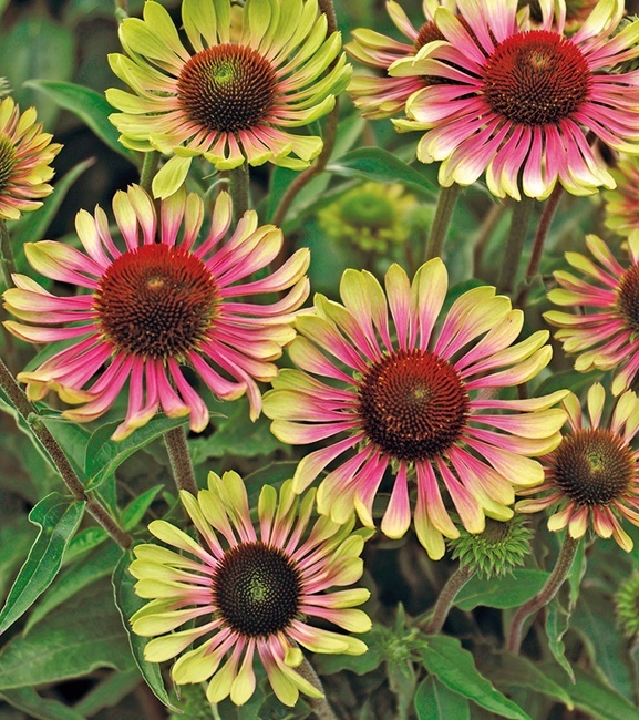 Echinacea - Jeżówka purpurea Prairie Blaze Vintage Lime 1 szt.