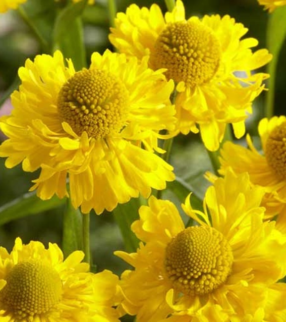 Helenium - Dzielżan Double Trouble 1 szt.