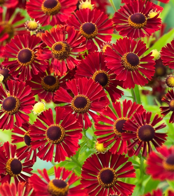 Helenium - Dzielżan Rubinzwerg 1 szt.