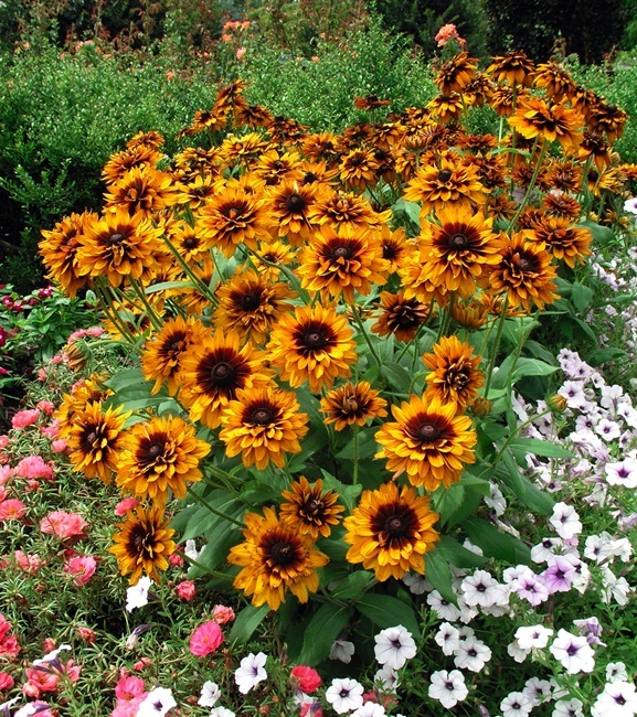 Rudbeckia - Rudbekia hirta Cherokee Sunset 1 szt.