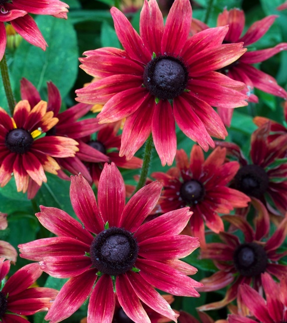 Rudbeckia - Rudbekia hirta Cherry Brandy 1 szt.
