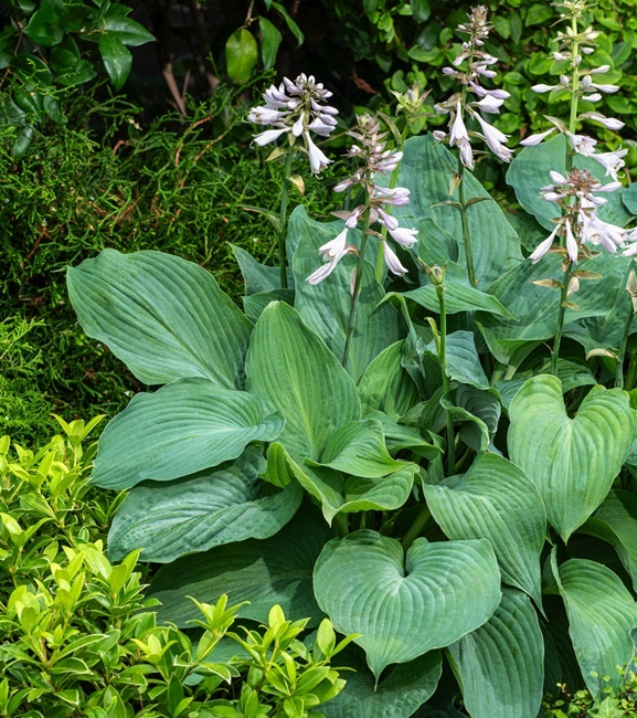 Hosta - Funkia Blue Mammoth 1 szt.