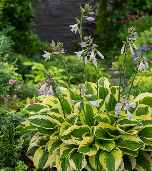 Hosta - Funkia Brim Cup 1 szt.