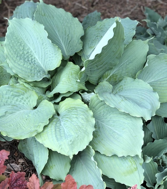 Hosta - Funkia Diamond Lake 1 szt.