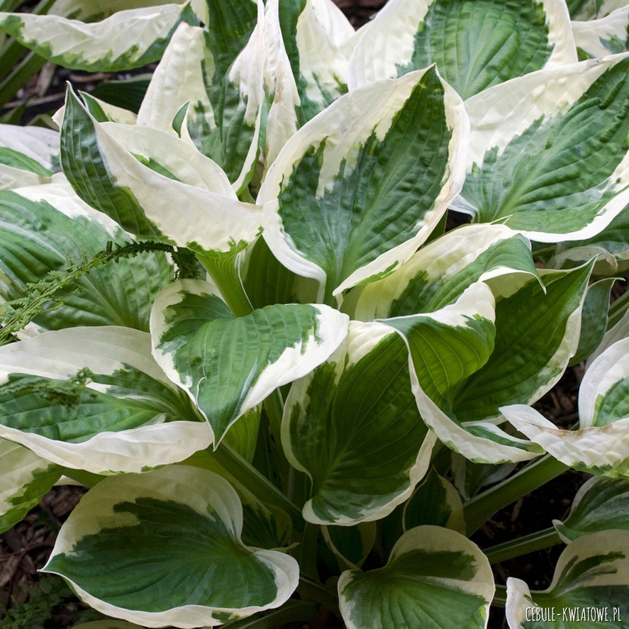 Hosta - Funkia Diana Remembered 1 szt.