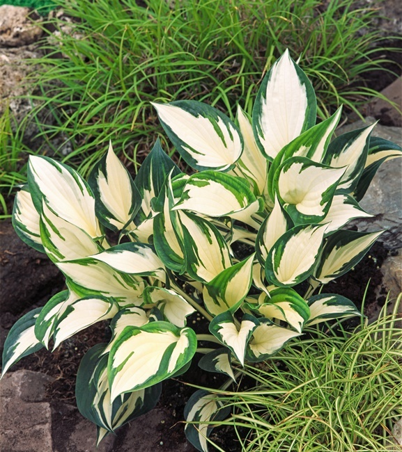 Hosta - Funkia Fire and Ice 1 szt.
