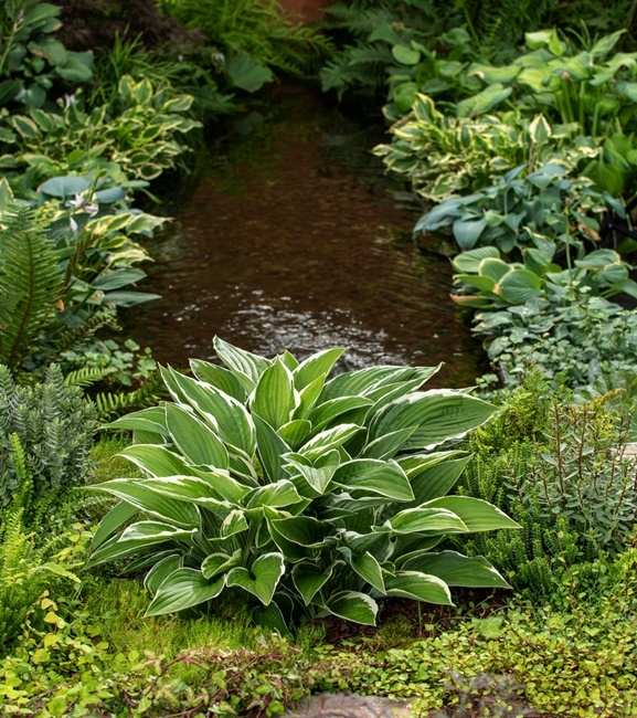 Hosta - Funkia Francee 1 szt.