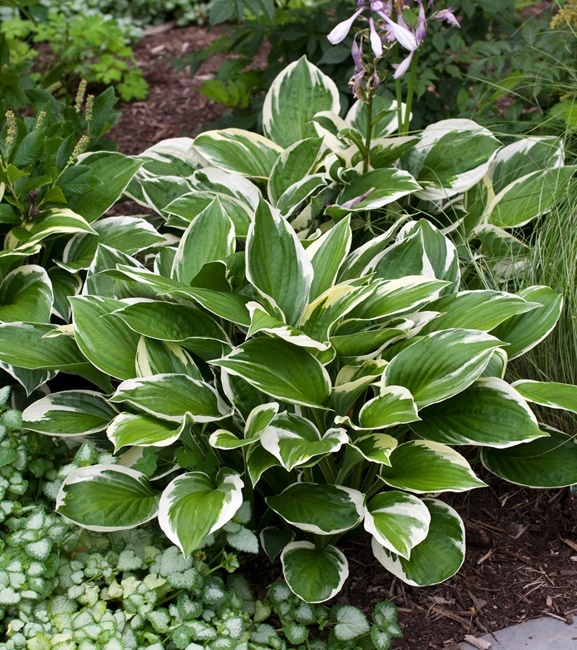 Hosta - Funkia Love Pat 1 szt.