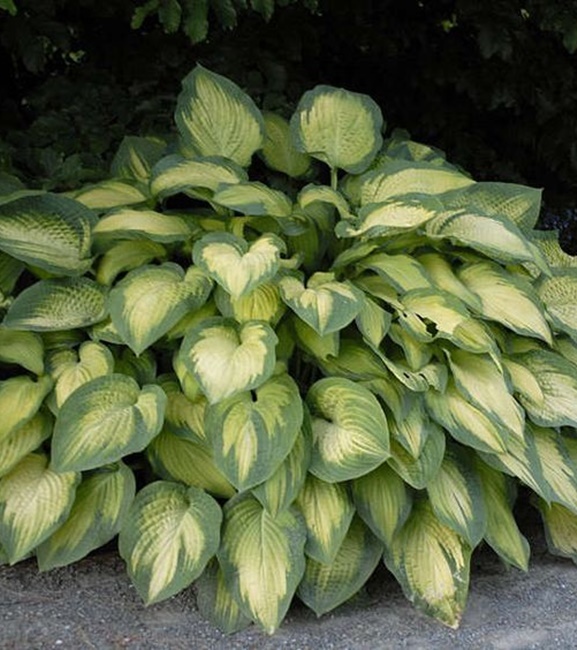 Hosta - Funkia Pauls Glory 1 szt.