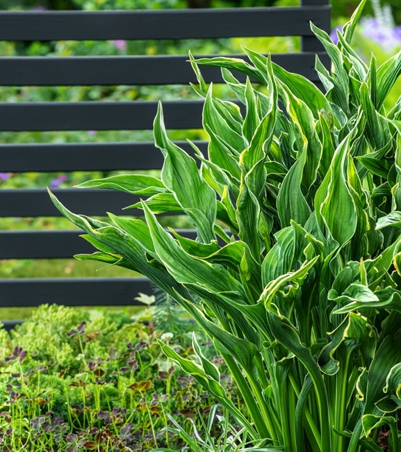 Hosta - Funkia Praying Hands 1 szt.